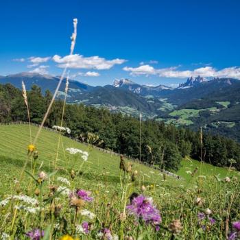 Blühende Weiden - (c) Helmut Moling Tourismusverein Klausen