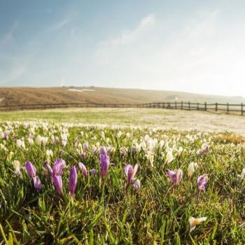 Blumenbwiese im Eisacktal - (c) Wolfgang Gafriller Tourismusverein Klausen