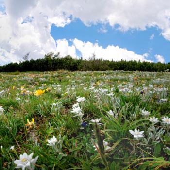 Das unter Naturschutz stehende Edelweiß prägt diese Blumenwiese in der Hochsteiermark - (c) Heinz Topercer