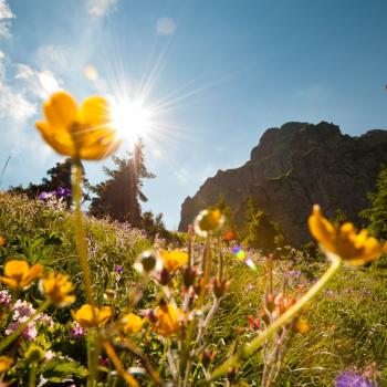 Wandervielfalt in Österreichs Wanderdörfern - Blumenwiese am Kitzbüheler Horn - (c) Kitzbüheler Alpen St. Johann in Tirol