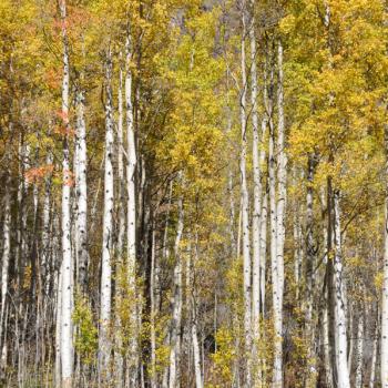 Espengelb im Herbst in Colorado