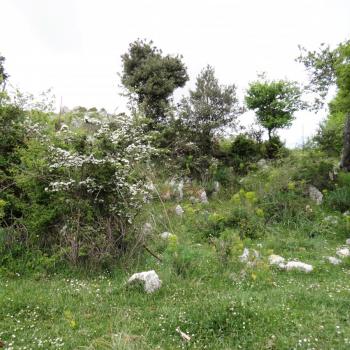 Mattinata, im apulischen Vorgebirge des Gargano, trägt den Beiname „Stadt der wild wachsenden Orchideen“ - (c) Jörg Bornmann