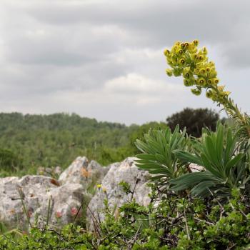 Mattinata, im apulischen Vorgebirge des Gargano, trägt den Beiname „Stadt der wild wachsenden Orchideen“ - (c) Jörg Bornmann