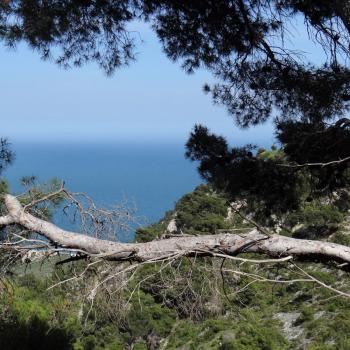 Mattinata, im apulischen Vorgebirge des Gargano, trägt den Beiname „Stadt der wild wachsenden Orchideen“ - (c) Jörg Bornmann