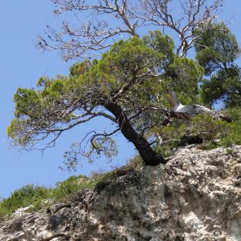 Mattinata, im apulischen Vorgebirge des Gargano, trägt den Beiname „Stadt der wild wachsenden Orchideen“ - (c) Jörg Bornmann