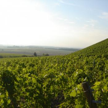 Steigerwald-Panoramaweg - Weinberge - (c) Tourismusverband Steigerwald