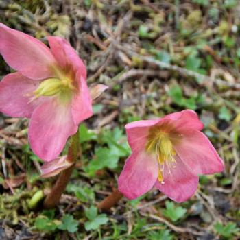 Nicht nur Wildkräuter, auch zahlreiche Blumen erwarten uns links und rechts des Weges - (c) Gabi Vögele