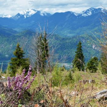 Wälder soweit das Auge reicht, gekrönt von der schroffen Bergkulisse des Wilden Kaisers - (c) Gabi Vögele