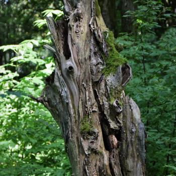 Eine märchenhafte Kulisse, man kann sich gut vorstellen, dass hier das tapfere Schneiderlein der Gebrüder Grimm auf seinen Widersacher getroffen ist - Wandern im Vogelsberg – Die Gipfeltour Schotten - (c) Gabi Vögele