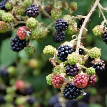 Offene Wiesen, zahlreiche meist symmetrisch angeordnete Hecken, wie hier Brombeeren, und große, einzelnstehende Bäume prägen das Bild - Wandern im Vogelsberg – Die Gipfeltour Schotten - (c) Gabi Vögele