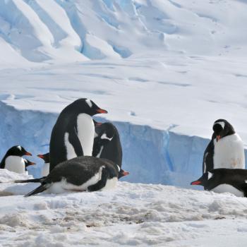 Eiskaltes Paradies am Ende der Welt