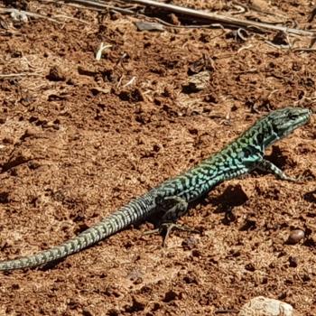 Vom Fischerstädtchen Marina di Camerota entlang des paradiesischen Küstenstreifens zur Baia degli Infreschi - (c) Susanne Wess