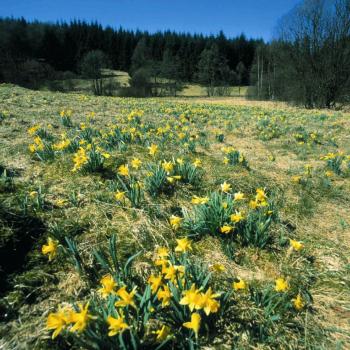 Eifel Naturpark Narzissenblüte bei Monschau Norzissen