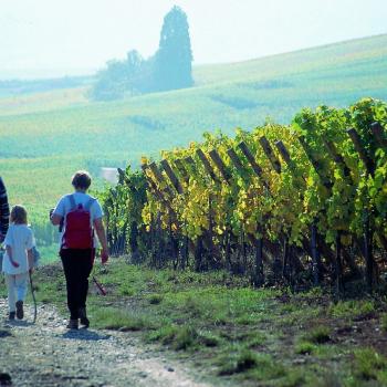 Weinberg Wanderung im Elsass