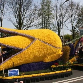 Wandern zur Tulpenblüte in Holland