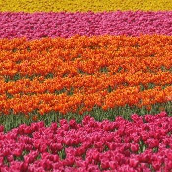 Wandern zur Tulpenblüte in Holland