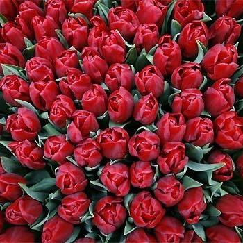 Wandern zur Tulpenblüte in Holland