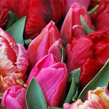 Wandern zur Tulpenblüte in Holland
