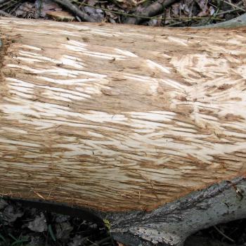 Vom Biber geschälte Rinde - Auf Spurensuche im Nationalpark Donau-Auen - (c) Baumgartner