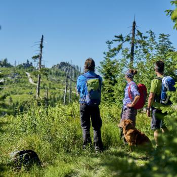 „Wandern mit Hund“ auf den Top Trails of Germany - durch Wald und Wiesen mit dem Vierbeiner: Die schönsten Wandertouren mit Hund auf den 13 deutschen Spitzenwanderwege - (c) Top Trails of Germany