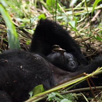 Trekking zu den Berggorillas in Uganda 