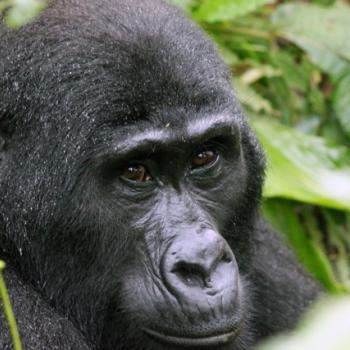 Trekking zu den Berggorillas in Uganda 