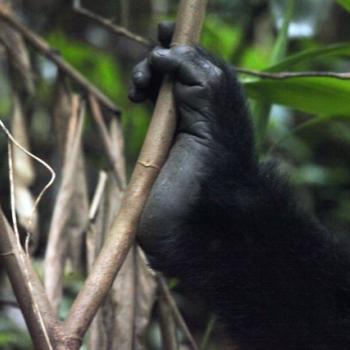 Trekking zu den Berggorillas in Uganda 