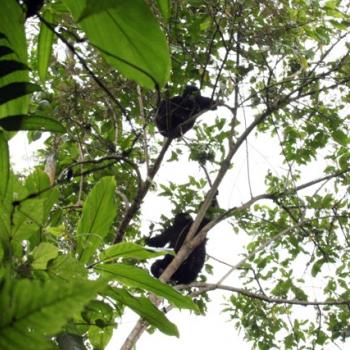 Trekking zu den Berggorillas in Uganda 