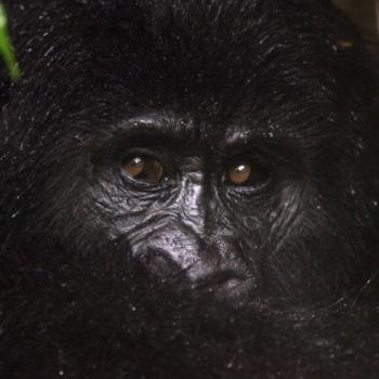 Trekking zu den Berggorillas in Uganda 