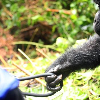 Trekking zu den Berggorillas in Uganda 