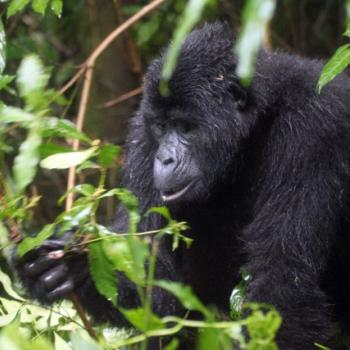 Trekking zu den Berggorillas in Uganda 