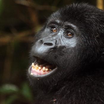 Trekking zu den Berggorillas in Uganda 