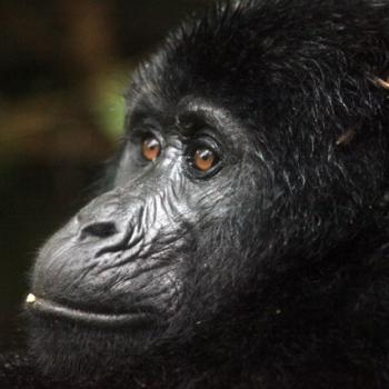 Trekking zu den Berggorillas in Uganda 