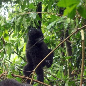 Trekking zu den Berggorillas in Uganda 