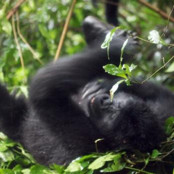 Trekking zu den Berggorillas in Uganda 