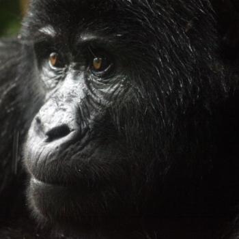 Trekking zu den Berggorillas in Uganda 