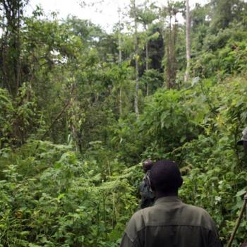 Trekking zu den Berggorillas in Uganda 