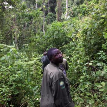 Trekking zu den Berggorillas in Uganda 