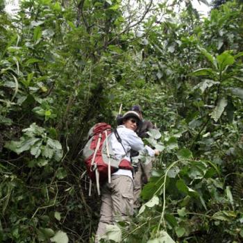 Trekking zu den Berggorillas in Uganda 