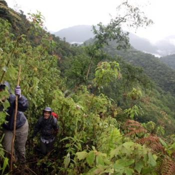 Trekking zu den Berggorillas in Uganda 