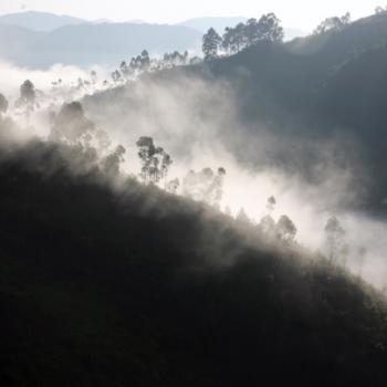 Trekking zu den Berggorillas in Uganda 