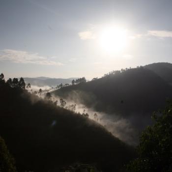 Trekking zu den Berggorillas in Uganda 