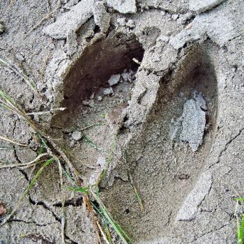 Hirschfährte - Auf Spurensuche im Nationalpark Donau-Auen - (c) Kern