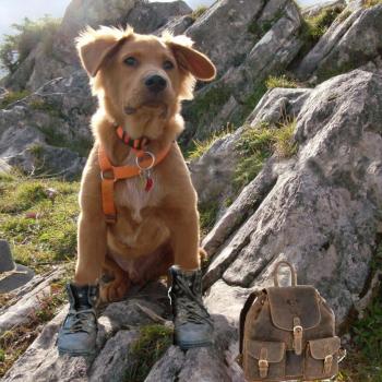 Alps Residence - Mit Hund Nemo am Berg