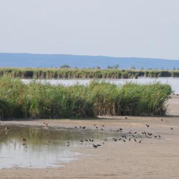 Der Neusiedler See ist ein Steppensee und hat leicht salzhaltiges Wasser