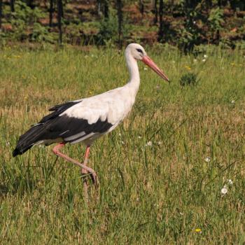 Nationalpark Neusiedler See - Hotspot zu Vogelbeobachtung