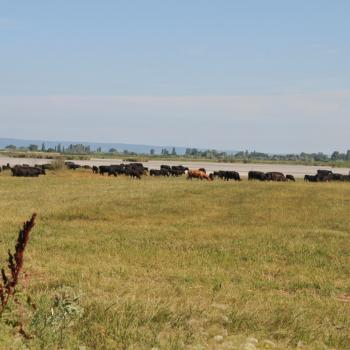 Tage der Ruhe am Neusiedler See mit Störchen und Wein