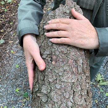 Ein großes Stück Baumrinde, geformt wie eine Schale, dass wir am Wegesrand entdecken, fasziniert mich besonders - (c) Marianne Riermeier