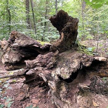 Weiter auf unserem Weg entdecken wir große Baumstämme, aufgeschichtet wie eine Schaukel, eine  „Waldschaukel“ - (c) Marianne Riermeier