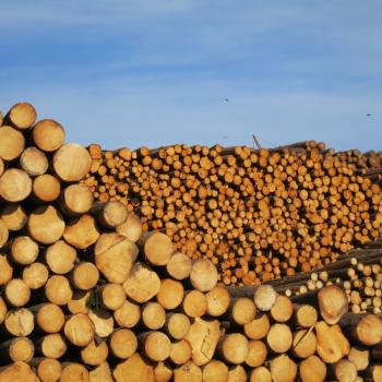 Die Holzwirtschaft boomt im Waldviertel - (c) Eva-Maria Mayring